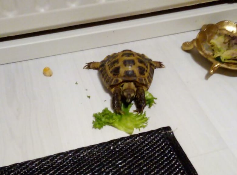 https://www.woopets.fr/assets/ckeditor/2022/mar/actualities/13317/xl/xx-photos-de-tortues-qui-vont-vous-attendrir-d0e44439c.jpeg