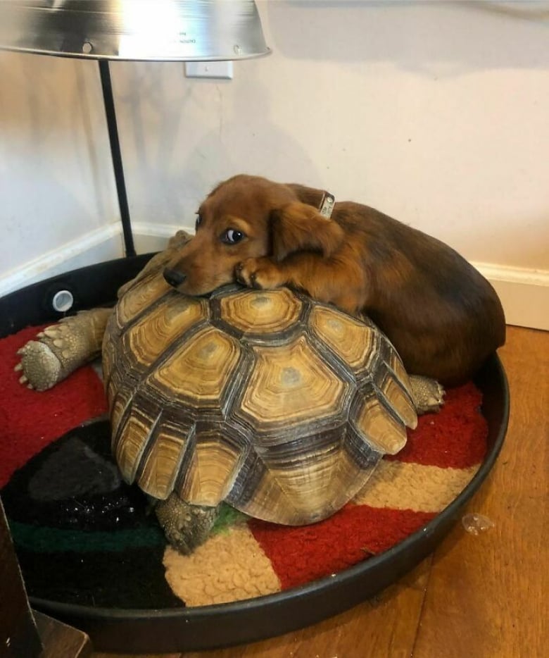 https://www.woopets.fr/assets/ckeditor/2022/mar/actualities/13317/xl/xx-photos-de-tortues-qui-vont-vous-attendrir-e76f9c235.jpeg