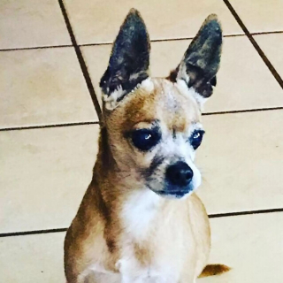 Illustration de l'article : En attendant sa famille pour la vie, ce Chihuahua sénior trouve du réconfort en se blottissant chaque nuit sous une couverture