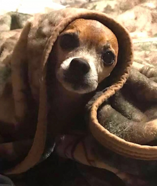 Illustration de l'article : En attendant sa famille pour la vie, ce Chihuahua sénior trouve du réconfort en se blottissant chaque nuit sous une couverture