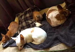 Illustration de l'article : En attendant sa famille pour la vie, ce Chihuahua sénior trouve du réconfort en se blottissant chaque nuit sous une couverture