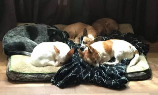 Illustration de l'article : En attendant sa famille pour la vie, ce Chihuahua sénior trouve du réconfort en se blottissant chaque nuit sous une couverture