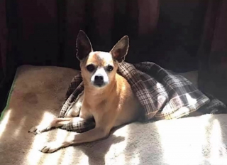 Illustration de l'article : En attendant sa famille pour la vie, ce Chihuahua sénior trouve du réconfort en se blottissant chaque nuit sous une couverture