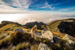 Illustration de l'article : Une intervention de 3 heures pour tenter de sauver un chien victime d’une chute de 30 mètres en montagne