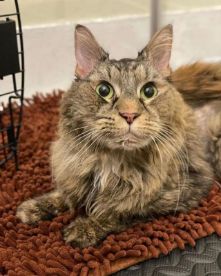 Illustration de l'article : Une chatte de 9 ans atteinte d'une maladie neurologique découvre les câlins auprès des autres animaux
