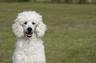 Illustration de l'article : L’AKC dévoile son classement 2021 des races canines les plus populaires aux USA, le Caniche de nouveau dans le top 5
