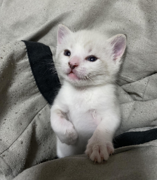 Illustration de l'article : Seul survivant de sa portée, ce minuscule chaton né dans la rue se bat de toutes ses forces pour rester en vie