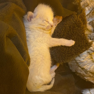 Illustration de l'article : Seul survivant de sa portée, ce minuscule chaton né dans la rue se bat de toutes ses forces pour rester en vie