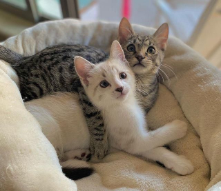 Illustration de l'article : Seul survivant de sa portée, ce minuscule chaton né dans la rue se bat de toutes ses forces pour rester en vie