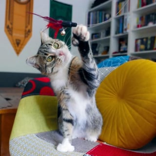 Illustration de l'article : Avec beaucoup de patience et d'amour, une famille d'accueil aide une chatte errante à vaincre sa timidité