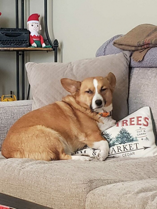 Illustration de l'article : 20 clichés désopilants de Corgis arborant un regard désapprobateur