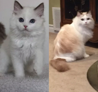 Illustration de l'article : 14 chatons adorables qui sont devenus des chats majestueux