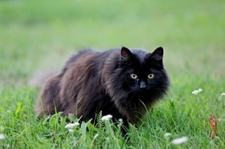 Illustration de l'article : 14 races de chats dont la robe noire leur sied à merveille