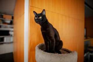 Illustration de l'article : 14 races de chats dont la robe noire leur sied à merveille