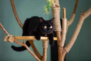 Illustration de l'article : 14 races de chats dont la robe noire leur sied à merveille