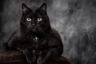 Illustration de l'article : 14 races de chats dont la robe noire leur sied à merveille