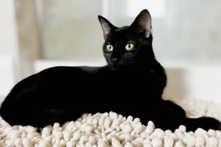 Illustration de l'article : 14 races de chats dont la robe noire leur sied à merveille