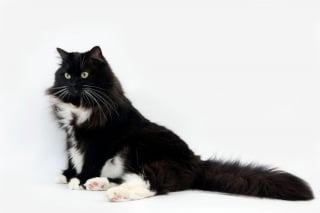 Illustration de l'article : 14 races de chats dont la robe noire leur sied à merveille