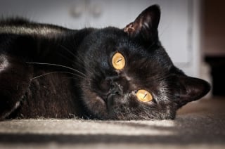 Illustration de l'article : 14 races de chats dont la robe noire leur sied à merveille