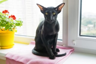 Illustration de l'article : 14 races de chats dont la robe noire leur sied à merveille