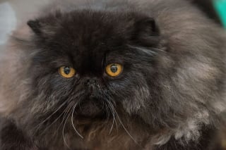 Illustration de l'article : 14 races de chats dont la robe noire leur sied à merveille
