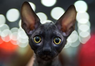 Illustration de l'article : 14 races de chats dont la robe noire leur sied à merveille