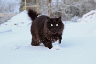 Illustration de l'article : 14 races de chats dont la robe noire leur sied à merveille