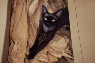 Illustration de l'article : 14 races de chats dont la robe noire leur sied à merveille