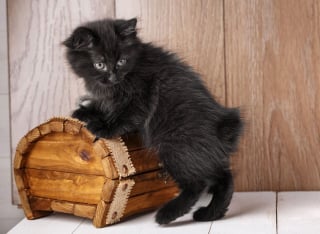 Illustration de l'article : 14 races de chats dont la robe noire leur sied à merveille