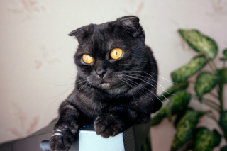 Illustration de l'article : 14 races de chats dont la robe noire leur sied à merveille