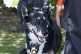 Illustration de l'article : 5 fois renvoyée au refuge, cette chienne intègre la police et devient une héroïne