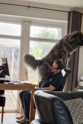 Illustration de l'article : Pour obtenir l'attention de son propriétaire, ce chien imposant interrompt un appel vidéo en grimpant effrontément sur sa chaise !