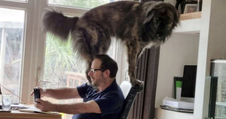 Illustration de l'article : Pour obtenir l'attention de son propriétaire, ce chien imposant interrompt un appel vidéo en grimpant effrontément sur sa chaise !