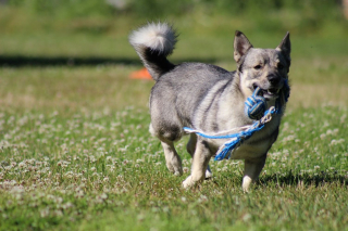 Illustration de l'article : 12 magnifiques races de chiens ressemblant à des loups