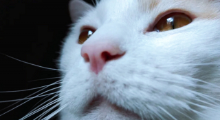Illustration de l'article : 20 chats au pelage éclatant de blancheur