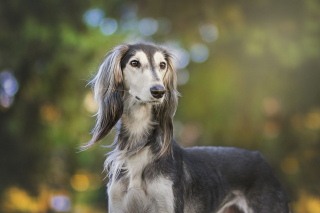 Illustration de l'article : 10 photos de chiens arborant un long et adorable museau