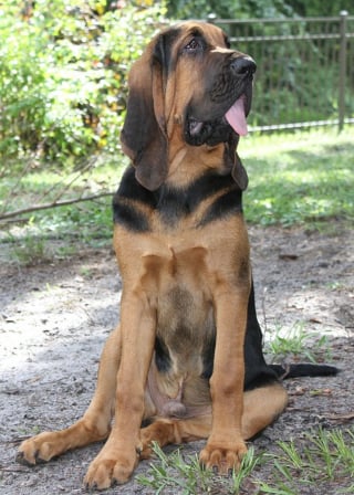 Illustration de l'article : 10 photos de chiens arborant un long et adorable museau