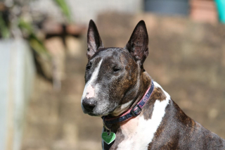 Illustration de l'article : 10 photos de chiens arborant un long et adorable museau