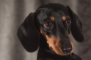 Illustration de l'article : 10 photos de chiens arborant un long et adorable museau