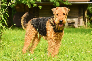 Illustration de l'article : 10 photos de chiens arborant un long et adorable museau