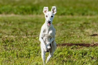 Illustration de l'article : 10 photos de chiens arborant un long et adorable museau