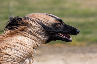 Illustration de l'article : 10 photos de chiens arborant un long et adorable museau