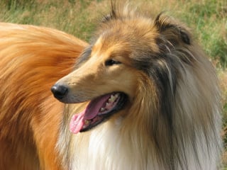 Illustration de l'article : 10 photos de chiens arborant un long et adorable museau