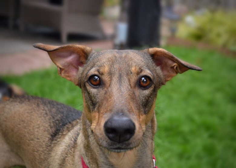 https://www.woopets.fr/assets/ckeditor/2022/mar/actualities/13412/xl/xx-portraits-de-chiens-et-de-chevaux-realises-par-une-photographe-passionnee-d-animaux-461b1ea87.jpg