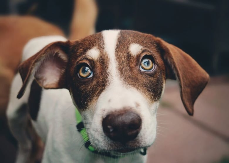 https://www.woopets.fr/assets/ckeditor/2022/mar/actualities/13412/xl/xx-portraits-de-chiens-et-de-chevaux-realises-par-une-photographe-passionnee-d-animaux-962587028.jpg