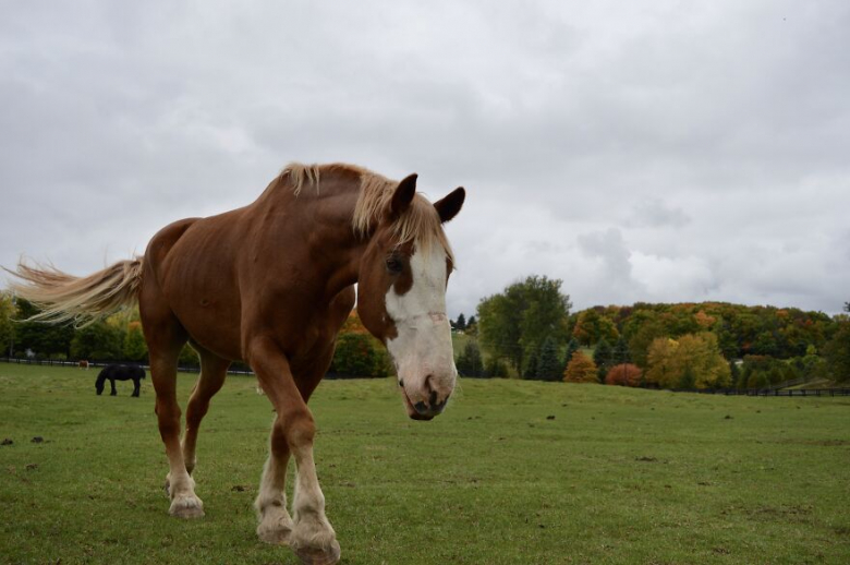 https://www.woopets.fr/assets/ckeditor/2022/mar/actualities/13412/xl/xx-portraits-de-chiens-et-de-chevaux-realises-par-une-photographe-passionnee-d-animaux-eecd64ffd.jpg