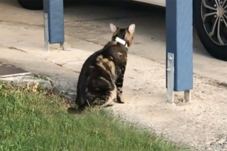 Illustration de l'article : L'histoire de ce chat rendant visite à ses voisins a donné lieu à une "mini série" sur TikTok ! (Vidéo)