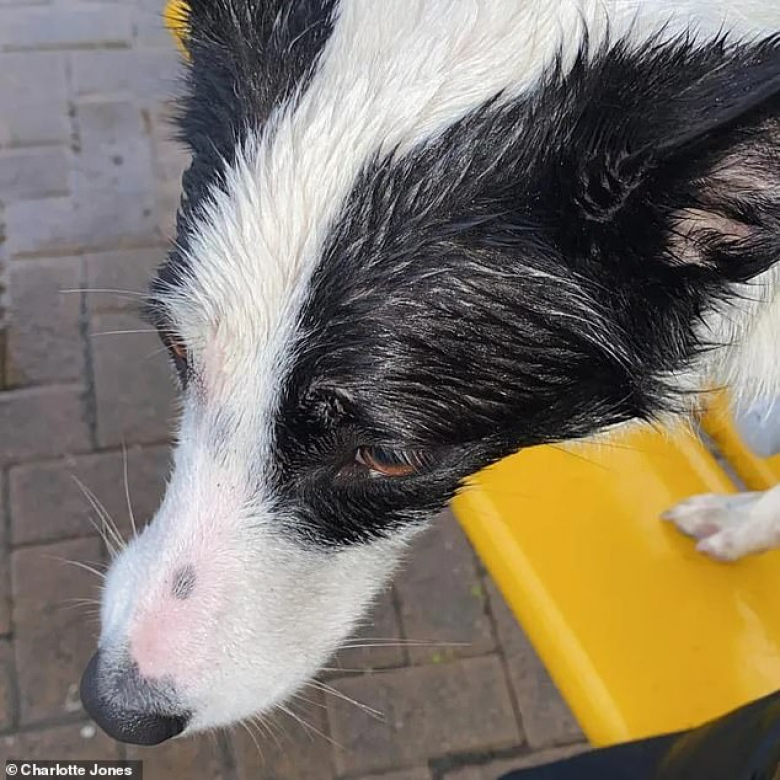 https://www.woopets.fr/assets/ckeditor/2022/mar/actualities/13429/xl/l-histoire-insolite-d-un-border-collie-qui-se-perd-lors-d-une-promenade-et-prend-le-bus-pour-rentrer-chez-lui-07aa12737.jpg