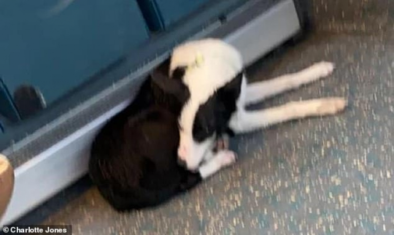 https://www.woopets.fr/assets/ckeditor/2022/mar/actualities/13429/xl/l-histoire-insolite-d-un-border-collie-qui-se-perd-lors-d-une-promenade-et-prend-le-bus-pour-rentrer-chez-lui-7161e6bc4.jpg