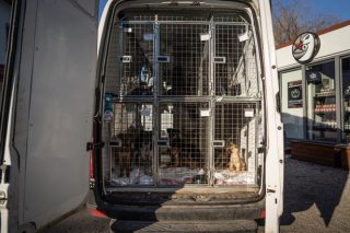 Illustration de l'article : Un vétérinaire audacieux traverse l'Ukraine pour sauver des centaines d'animaux pris au piège au cœur du conflit